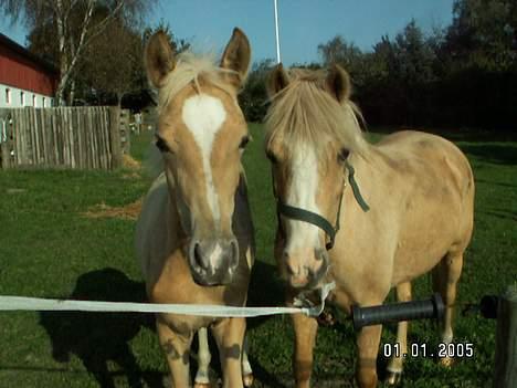 Palomino Lysgaards Diva billede 13