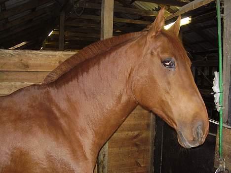 Anden særlig race Tidi (AFLIVET ) - #11. Tidi i hendes nye boks. billede 11