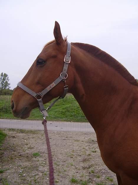 Anden særlig race Tidi (AFLIVET ) - #12 Tidi udenfor stalden. billede 12