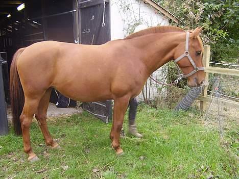 Anden særlig race Tidi (AFLIVET ) - #13. Tidis fulde krop. billede 13