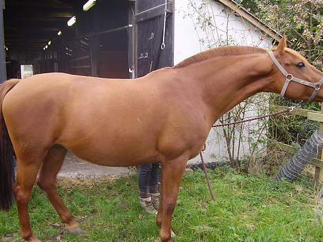 Anden særlig race Tidi (AFLIVET ) - #14. Tidis knap så gode kropsbilled. billede 14