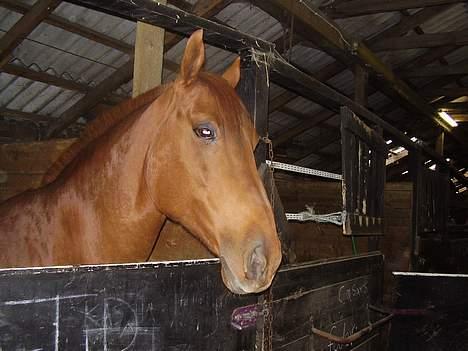 Anden særlig race Tidi (AFLIVET ) - #15 Tidi billede 15