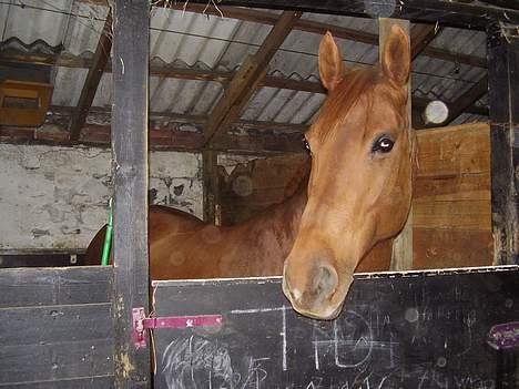 Anden særlig race Tidi (AFLIVET ) - #16. Tidi billede 16