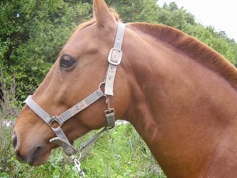 Anden særlig race Tidi (AFLIVET ) - #17. Tidi ved søen billede 17