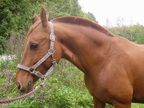 Anden særlig race Tidi (AFLIVET ) - #18. Tidi billede 18