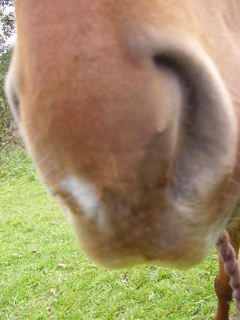 Anden særlig race Tidi (AFLIVET ) - #19. Tidis eneste aftegning. billede 19