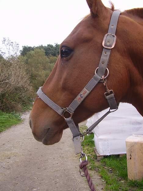 Anden særlig race Tidi (AFLIVET ) - #20. Tidi bagved stalden. billede 20