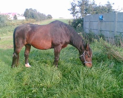 Oldenborg Belinda - Belinda, okt 06 billede 19