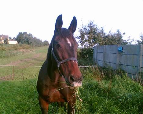 Oldenborg Belinda - Okt 06 billede 20