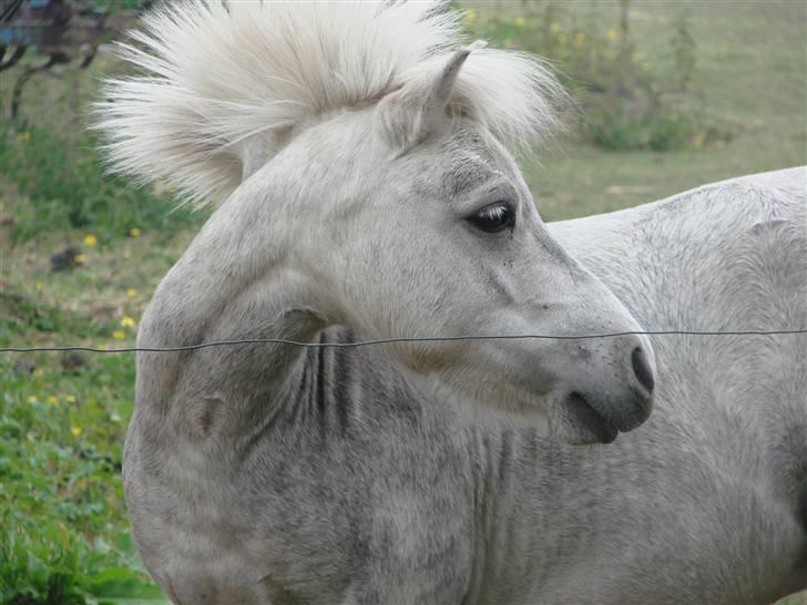 Shetlænder Mayby <3(: - Fotograf: CamillaTHomsen billede 1