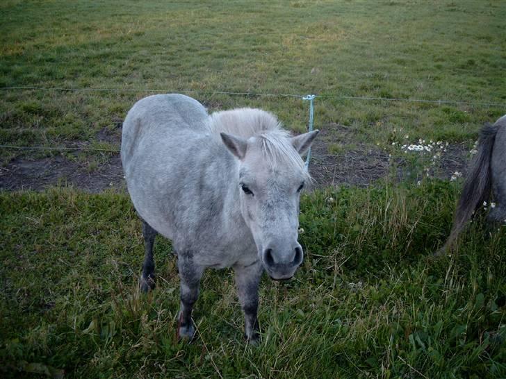 Shetlænder Mayby <3(: billede 2