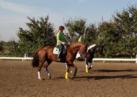 Dansk Varmblod Chassé Zai † - Spejl og kostume ridning med Pernille billede 14