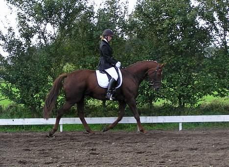 Dansk Varmblod Chassé Zai † - Klubmesterskab i NVR billede 15