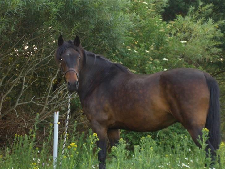 Anden særlig race Junker:) billede 1