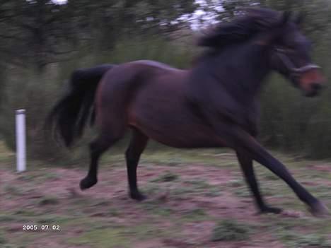 Anden særlig race Junker:) billede 2