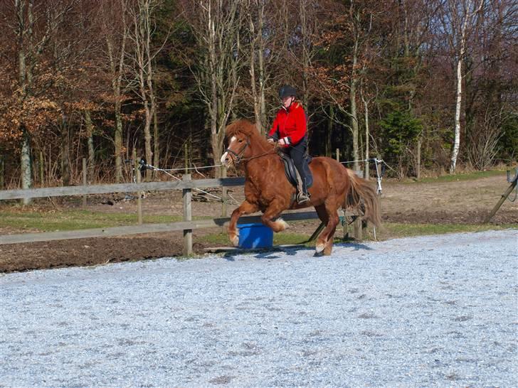 Islænder Týra frá Tirsvad<3<3<3 - Billed er taget af Nanna R d.3-4-2010 ( uden vægt på ) billede 8