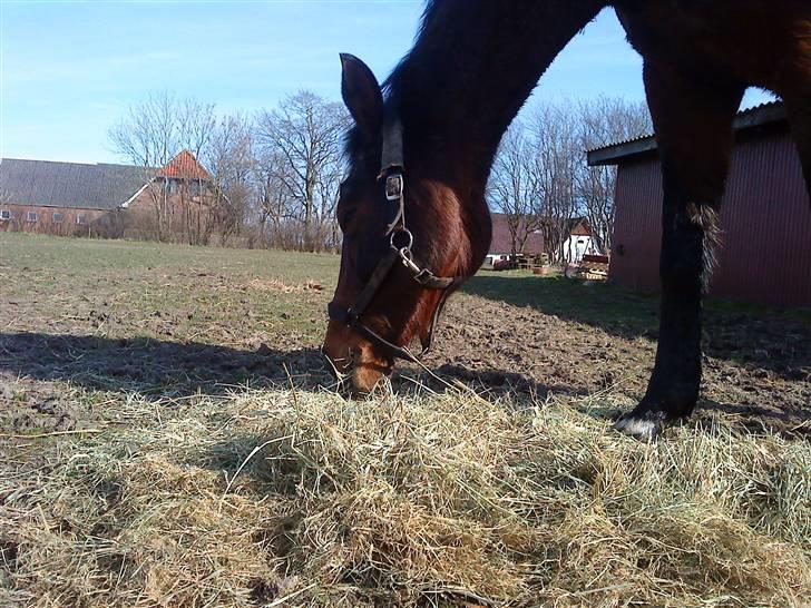 Dansk Varmblod Wanna-bell - Wanna får lidt hø på folden billede 15