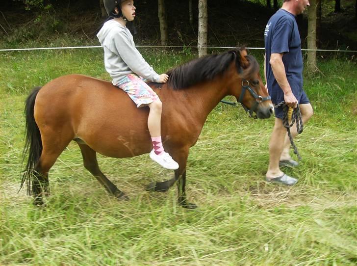 Dartmoor smut - på vej på sommergræs:-) billede 2
