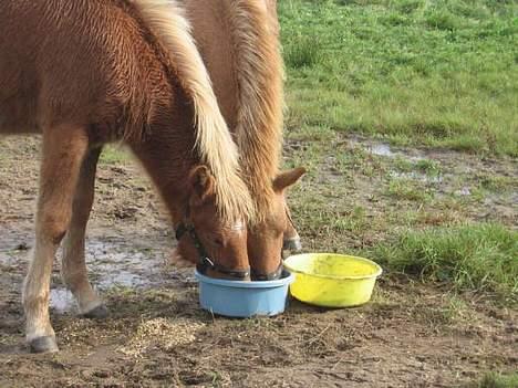 Islænder Ubbi fra Vestergaard - Ubbi og Darri er allerbedste venner i hele verden :) billede 16