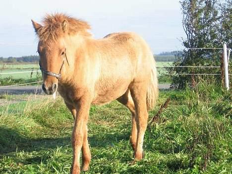 Islænder Ubbi fra Vestergaard billede 17