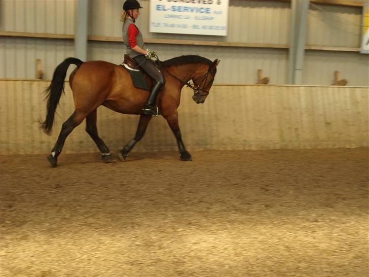 Anden særlig race Marquist  - Øvelse gør mester :)  billede 19