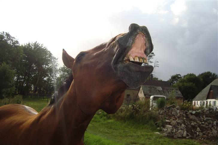 Anden særlig race Marquist  - 30-07-2009 billede 20