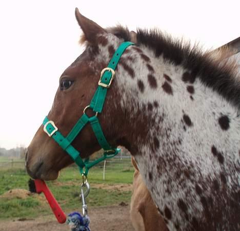 Knabstrupper Laramie (SOLGT) - mm.. Hovrenser..Den snupper jeg.. billede 15