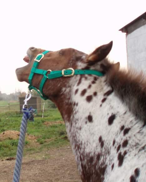 Knabstrupper Laramie (SOLGT) - Øøh.. åben mund, tror det er slåskamp mod Lukas og uden lyd fra dem begge.. :o) billede 16