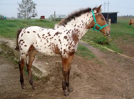 Knabstrupper Laramie (SOLGT) - Hun er bare så flot.. billede 17