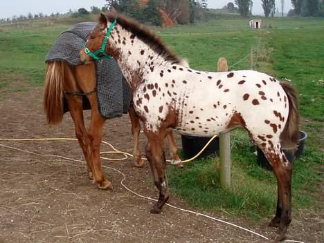 Knabstrupper Laramie (SOLGT) - Laramie bidder i mor´s dækken..  billede 18