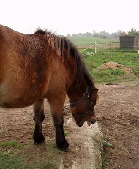 Shetlænder Lukas (SOLGT) billede 13