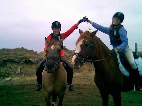 Anden særlig race Starlight <33 - Misty og Katrine og Starlight og Jeg .. <3 billede 15