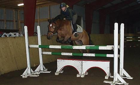 Irsk Sportspony Irish pleasure (Aflivet) - Træning billede 12