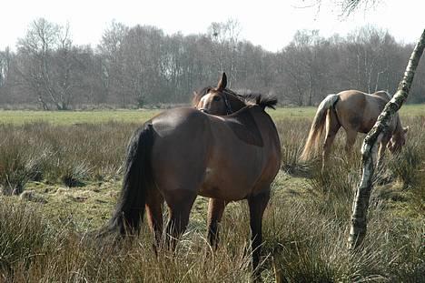 Tysk Sportspony - Damaris T - Uh det klør, godt at få dæknet af! billede 8
