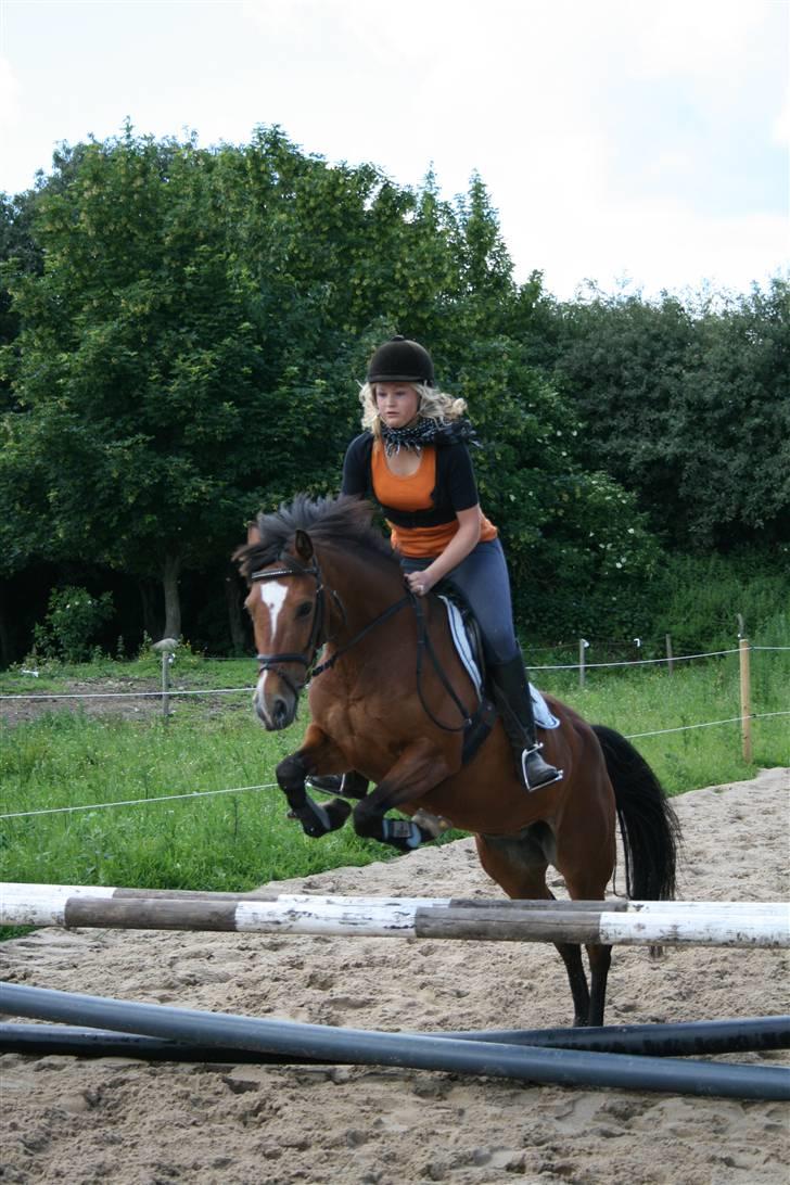 Tysk Sportspony - Damaris T - Søde Musse 20-06-2009. Foto: Biller billede 10