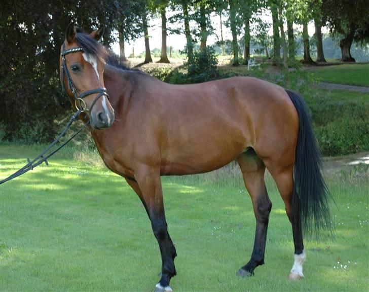 Tysk Sportspony - Damaris T - Smuk, smukkere, Musse :D billede 13