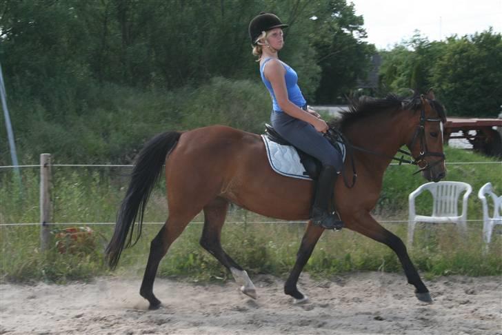 Tysk Sportspony - Damaris T - Musse til træning 23-06-2009. Foto: Biller - dygtig billede 15