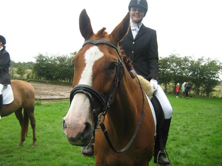 Dansk Varmblod Victoria "I FOEL" - stævne den 23/8 red til 60% billede 10