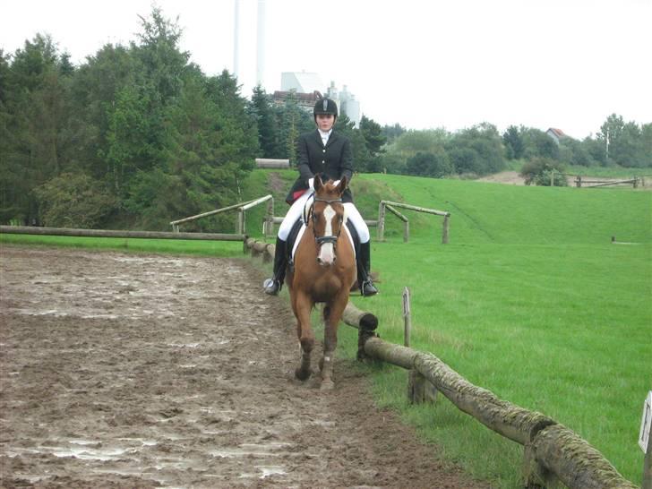 Dansk Varmblod Victoria "I FOEL" - stævne den 23/8 red til 60% billede 11