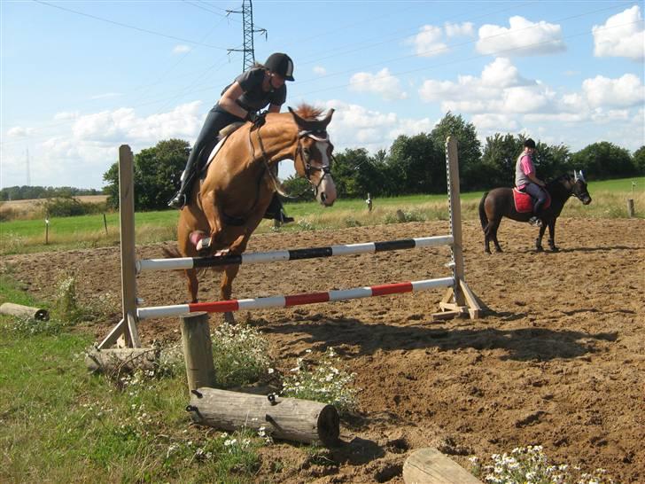 Dansk Varmblod Victoria "I FOEL" - Nej rikke jeg vil ikke nusses :(  billede 12