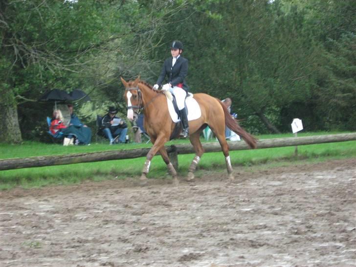 Dansk Varmblod Victoria "I FOEL" - stævne den 23/8 red til 60% billede 13