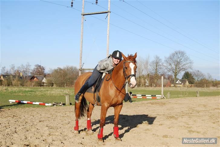 Dansk Varmblod Victoria "I FOEL" billede 14