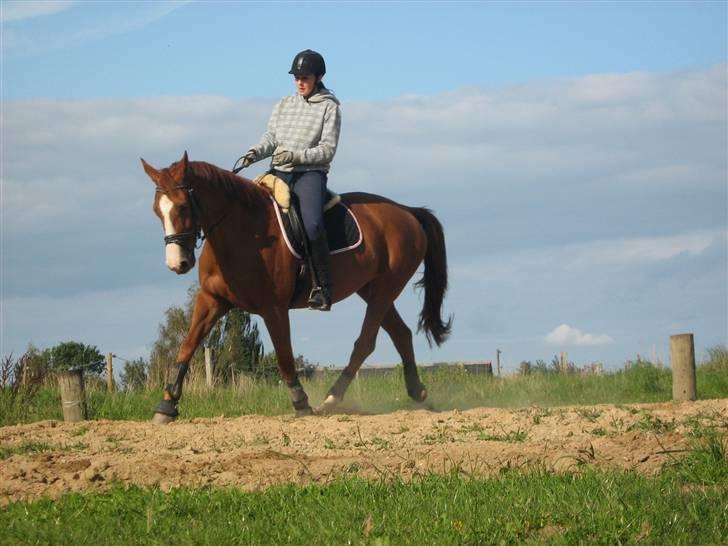 Dansk Varmblod Victoria "I FOEL" - nyt# 2008 taget af min llillebror billede 15