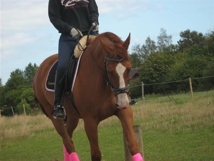 Dansk Varmblod Victoria "I FOEL" - nyt# 17 maj 2008 taget af rikke  billede 16