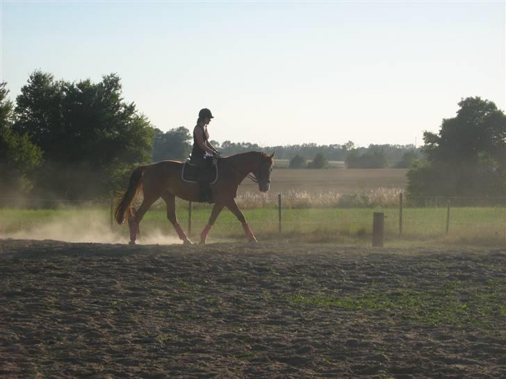 Dansk Varmblod Victoria "I FOEL" billede 17