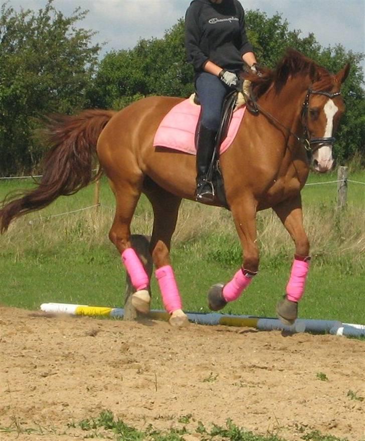 Dansk Varmblod Victoria "I FOEL" billede 18