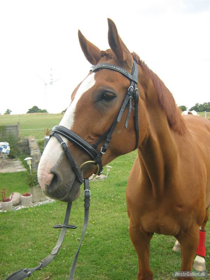 Dansk Varmblod Victoria "I FOEL" - Hun er bare så dejlig <3  billede 19