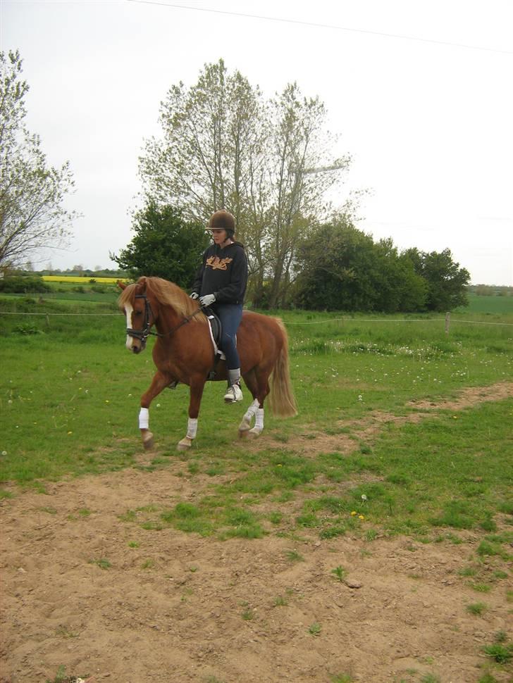 Welsh Pony af Cob-type (sec C) Æh: Jacki Jarn billede 17