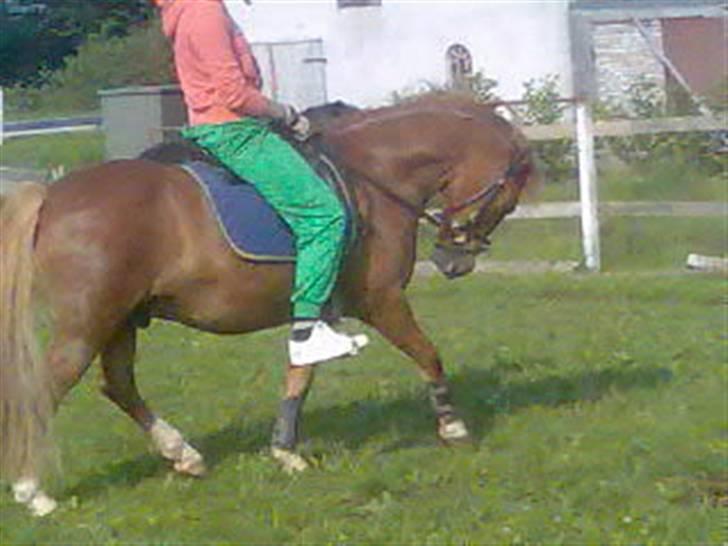Welsh Pony af Cob-type (sec C) Æh: Jacki Jarn - Ved godt at han går under men kan godt lige billedet :)  billede 19