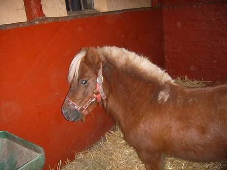 Shetlænder æblehavens : Britney  billede 11
